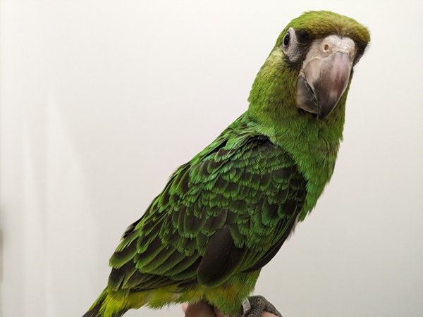 ����å��ǲ�����ɽ��