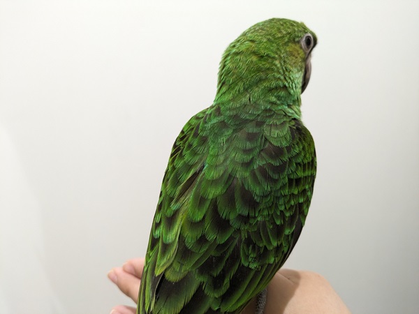 ����å��ǲ�����ɽ��