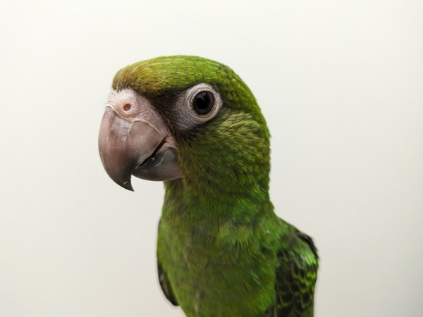 ����å��ǲ�����ɽ��