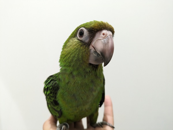 ����å��ǲ�����ɽ��