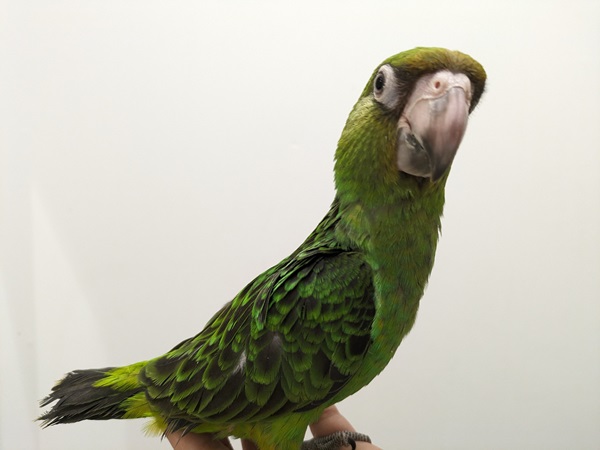 ����å��ǲ�����ɽ��