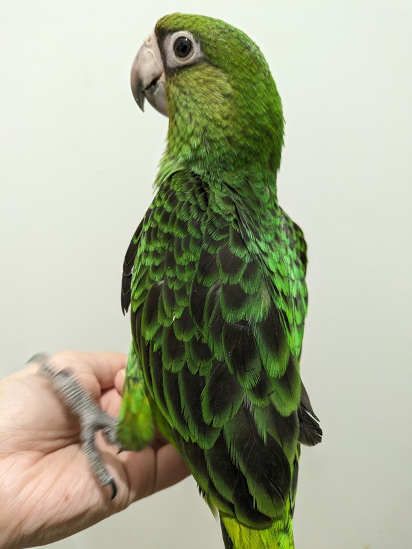 ����å��ǲ�����ɽ��