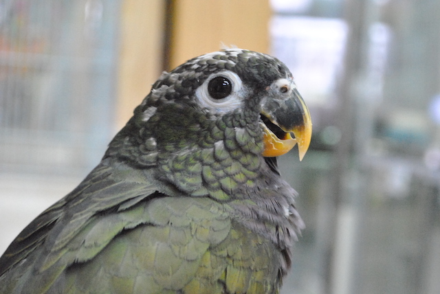 すてぱん様オーダーページ 猫 ウロコインコ すてぱん様オーダーページ 猫 ウロコインコ